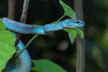 Blue viper snake closeup on branch, blue insularis,Trimeresurus Insularis