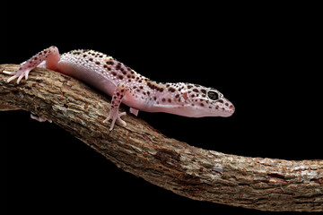 Leopard gecko lizard on branch with black background, eublepharis macularius, animal closeup