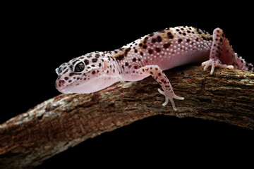 Leopard gecko lizard on branch with black background, eublepharis macularius, animal closeup