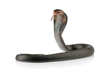 Fototapeta premium Javanese cobra sticking out its tongue isolated on white background (Naja sputatrix)