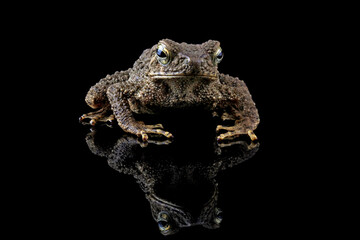 Asian giant toad isolated on black background, Phrynoidis asper is a type of river toad