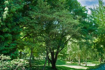 Beautiful garden with walkways for walks and a lawn.