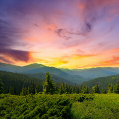Naklejka na ściany i meble Bright mountain landscape with mountain peaks, forests and sun. Carpathians. Ukraine. Wide photo.