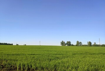 Fototapeta premium green field and blue sky