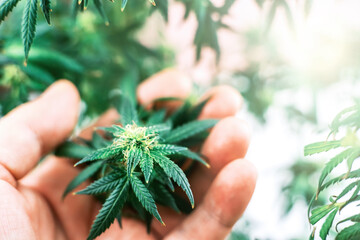 Hand holding Indoor Cannabis plant, branch of marijuana on a white background