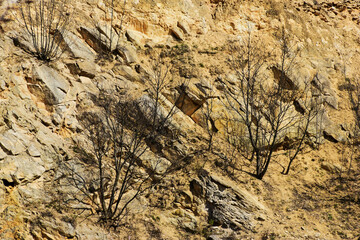 abandoned stone quarry closeup detail. vertical wall or rock face with rough yellow textured surface. small bare trees grown from the ledges. geology and minerals concept.