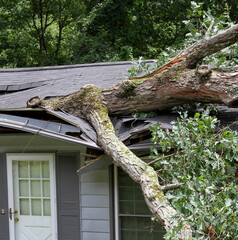 Big Tree Tears House Roof Assunder During a Storm