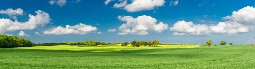 Spring agricultural landscape with grain fields under blue sky with light clouds