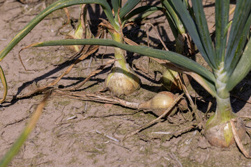 Green onions in the summer , close up