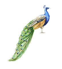 Peacock watercolor illustration isolated on transparent background.