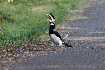 Pied hornbill on ground tossing food