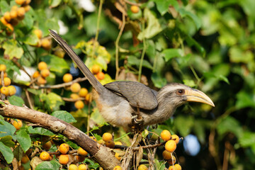 yellow billed hornbill