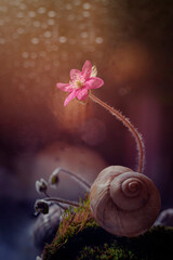 Przylaszczka. Kwiaty przylaszczki. Wiosenne kwiaty. © anettastar