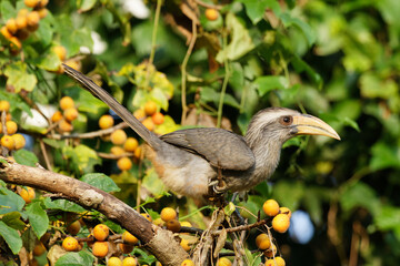 yellow billed malabar hornbill