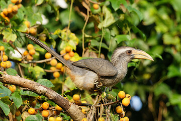 yellow billed malabar hornbill