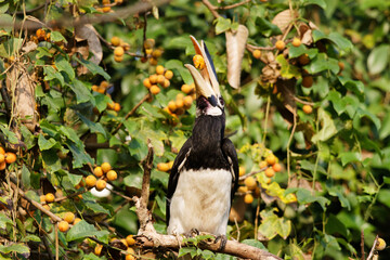 Yellow billed pied hornbill