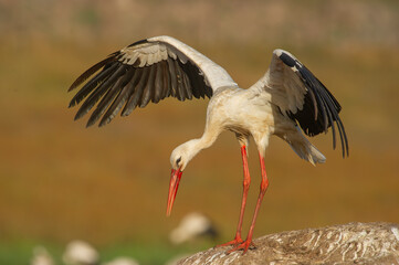 Birds of Turkey ; white stork in the field
