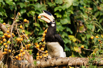 yellow billed hornbill