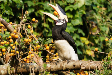 yellow billed hornbill