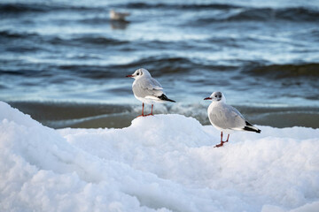 Two Black-headed gulls standing in Snow next to the Baltic Sea in Winter.