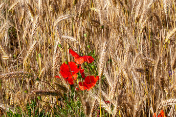Red poppies on the field in the summer