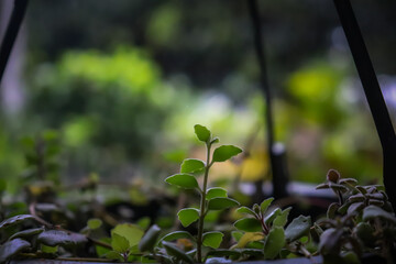 flower plant leaves in the garden