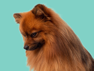 Red Spitz dog breed isolated on blue background. Portrait of Spitz dog.