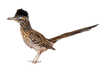 Greater Roadrunner (Geococcyx californianus) Photo on a Transparent Background