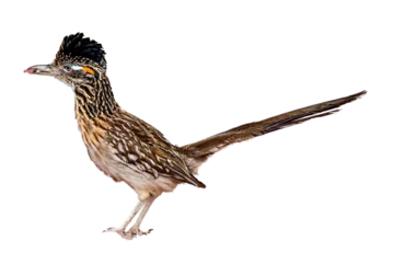 Tuinposter Greater Roadrunner (Geococcyx californianus) Photo on a Transparent Background © Jim