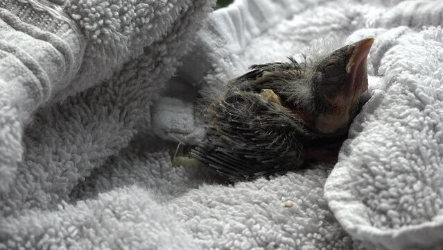 Ein Vogel ist aus dem Nest gefallen und wird von der Vogelhilfe aufgep&auml;ppelt. Wahrscheinlich eine M&ouml;nchsgrasm&uuml;cke (Sylvia Atricapilla). Er tschilpt. Echtzeit mit Ton.