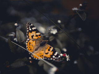 butterfly © Przemo
