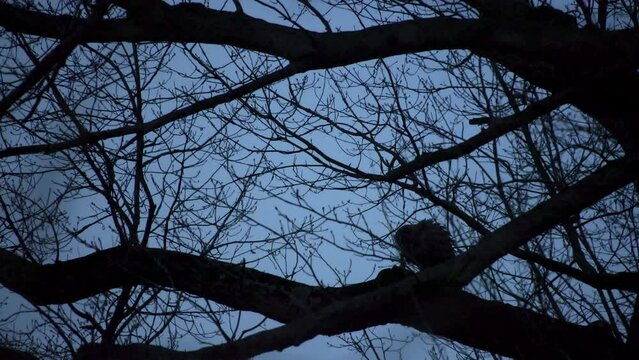 Flaco The Famous Eurasian Eagle-Owl Eats A Rat On A Branch In Central Park, New York City
