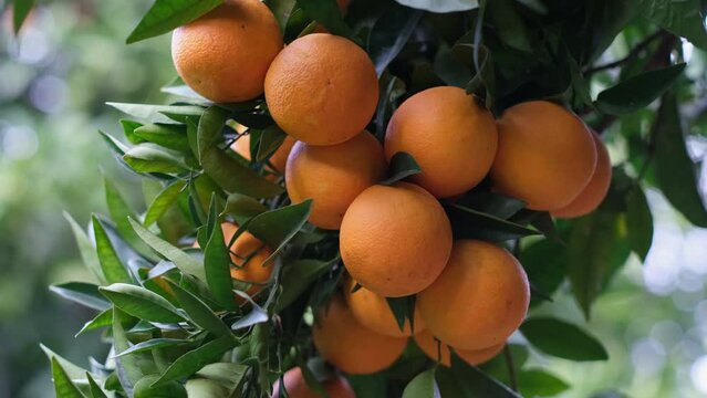 Ripe orange fruits on citrus tree branch in orchard. Harvest, gardens concept. 