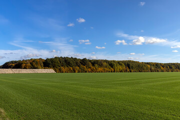 A farmer's field where wheat is grown to harvest grain