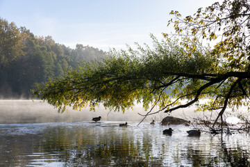 Trees and fog in the morning in autumn