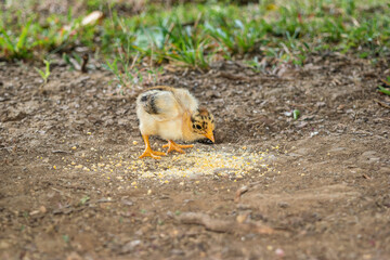 chick eating unprocessed natural feed