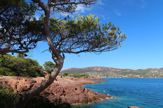 Rade d&rsquo;Agay &agrave; Saint-Rapha&euml;l dans le Var, paysage de c&ocirc;te avec un pin et les rochers rouges du massif de l&rsquo;Est&eacute;rel, au bord de la mer M&eacute;diterran&eacute;e (France)