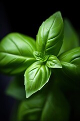 A close up photo of a fresh good looking basil leaf - Generative AI