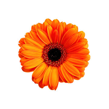 Detailed closeup PNG cutout selection image of an Orange Gerbera Daisy flower blossom isolated on a transparent background. Cutom insert art image.