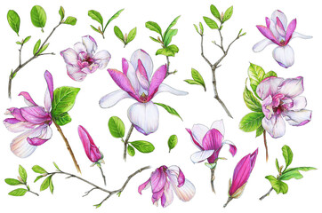 Pink magnolia set. Blooming spring flowers, green leaves and twigs