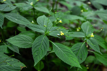 small,yellow flowers of Impatiens parviflora wild plant