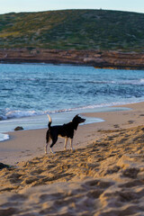 A black and white dog with a shepherd-like appearance enjoying the beach with waves, sand, and a green mountain in the background