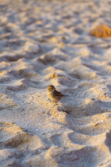 A small bird standing on the sandy beach with wave-like patterns and a hint of sunset colors in the background