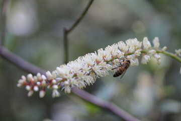 Bee on small flowers