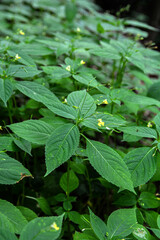 small,yellow flowers of Impatiens parviflora wild plant