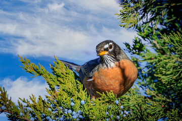 American Robin (Turdus migratorius) perched in tree.