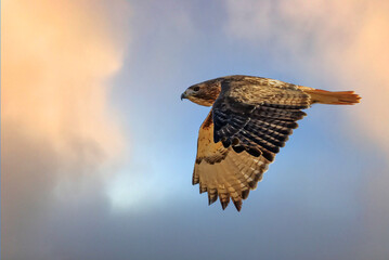 A Red-tailed Hawk (Buteo jamaicensis) in flight.