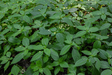 small,yellow flowers of Impatiens parviflora wild plant