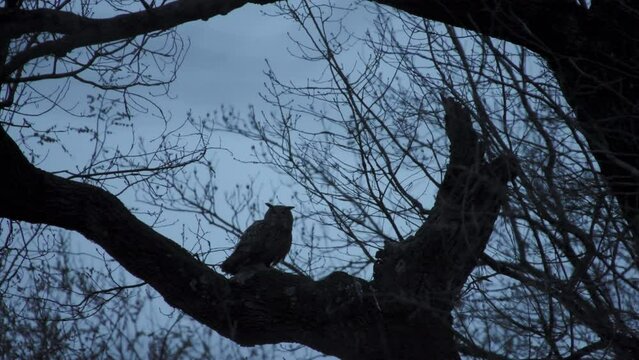 Flaco The Famous Eurasian Eagle-Owl Sits On A Branch In Central Park, New York City