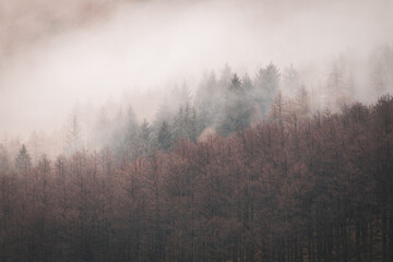 Buttermere Misty Woodland, Lake District Larch and Pines, Cumbra, Landscape Stock Photo